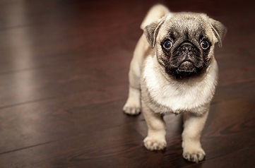 mops.jpg