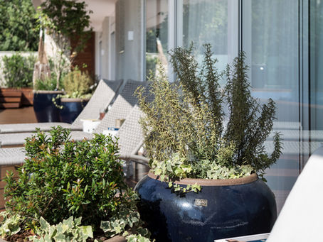 COMO PLANTAR E MANTER SEUS PRÓPRIOS VASOS EM CASA? FAÇA VOCÊ MESMO!