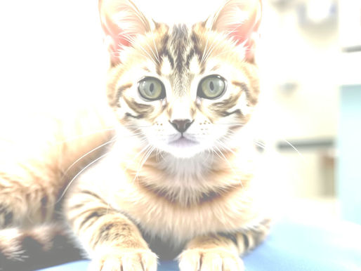 Ascitis, the unknown