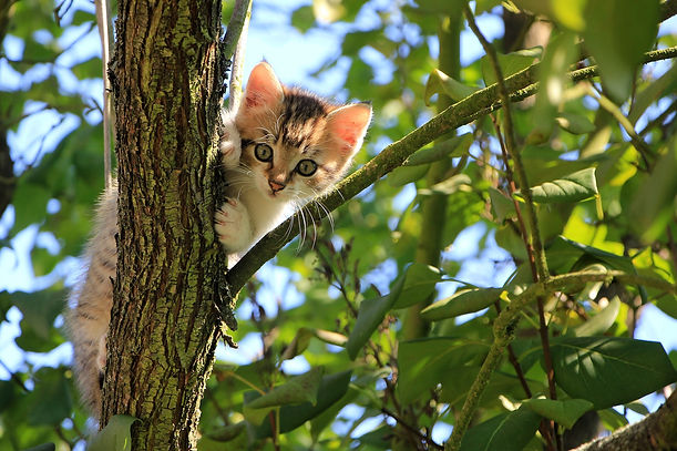 Chaton.jpg