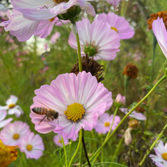 Cosmos with Honey Bee