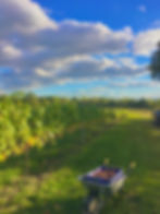 Elena Vineyard Horsham (1).jpg