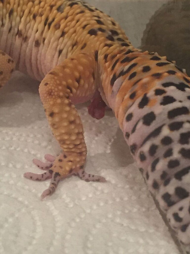 Breeding (hemipenis up close)