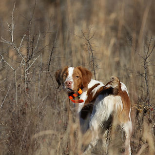 Quail Hunters Had More to Smile About This Season