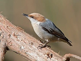 Brown headed nuthatch
