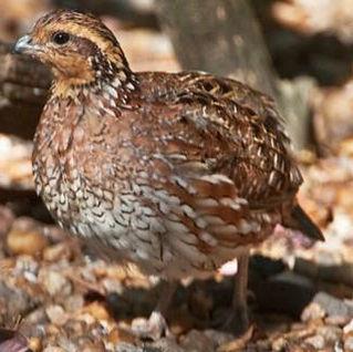 Every Bird Counts: Help Shape the Future of South Carolina's Quail and Wild Turkeys