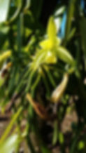 vanilla flower in bloom.jpg