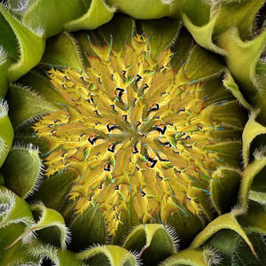 Sunflower fish | digital collage | Hester Brink