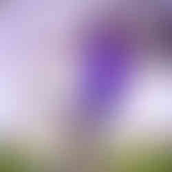 Corinthians fecha contrato com atacante Vitinho até 2026. Foto: Rodrigo Coca/Agência Corinthians