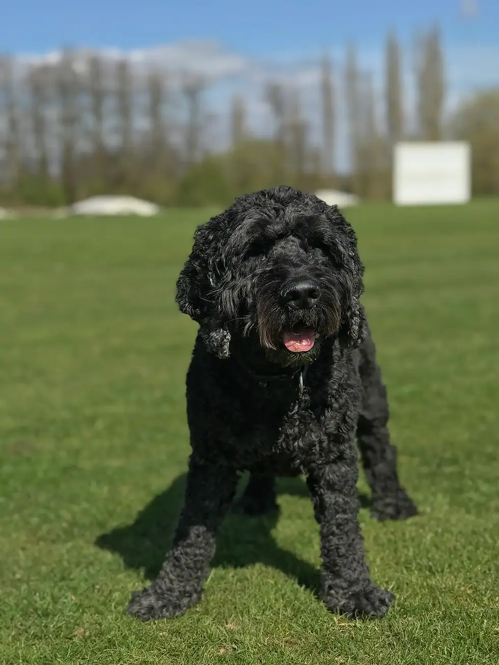 henry-the-cockerpoo.webp