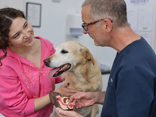 Woman holding dog talking to vet dermatologist at a vets