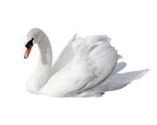 swan 1.png