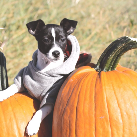 Dog-Friendly Pumpkin Picking in New Jersey: A Perfect Fall Day at Ort Farms
