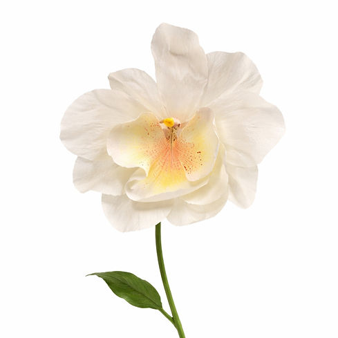 Orchidée géante blanche