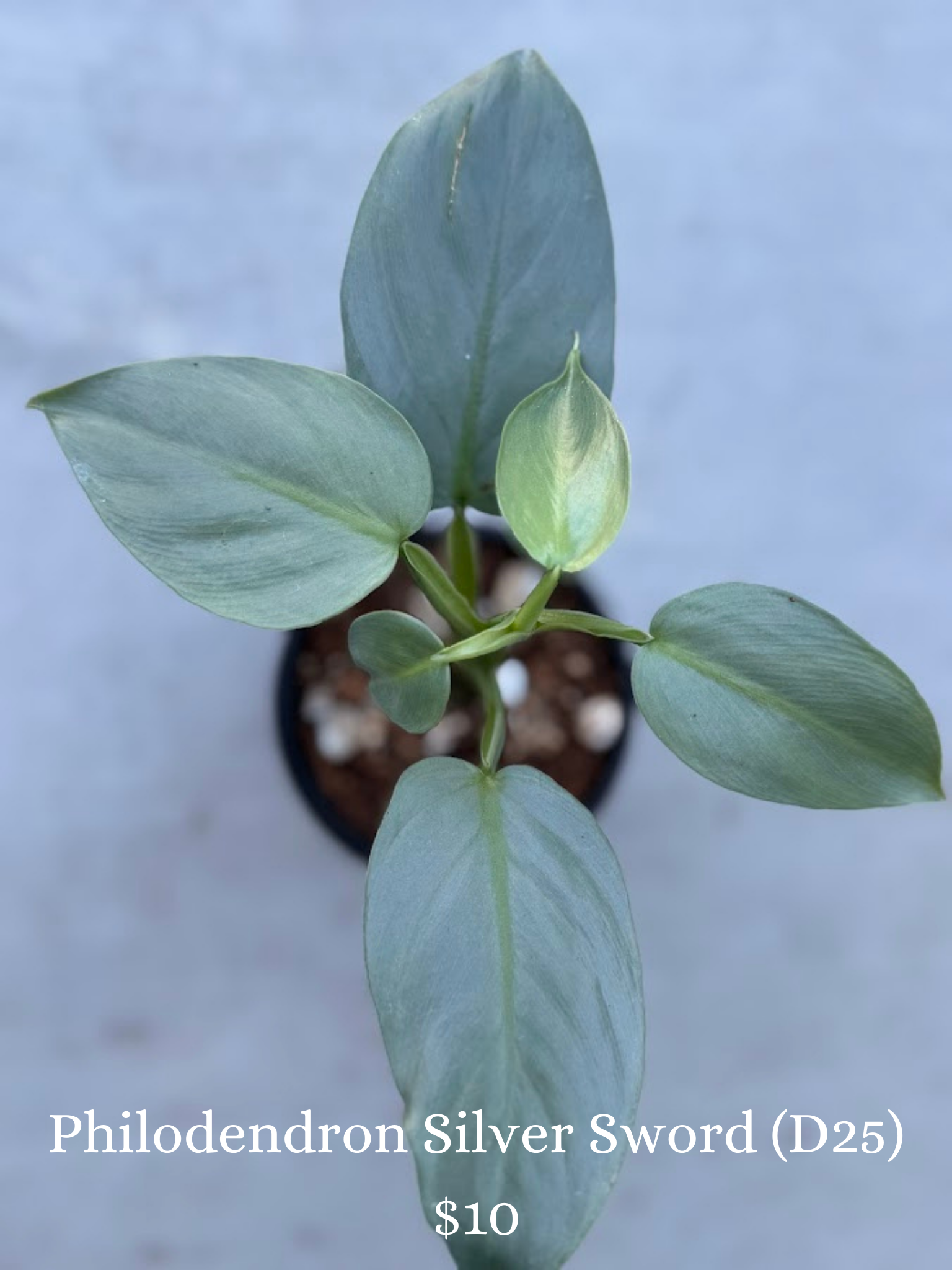 Philodendron Silver Sword
