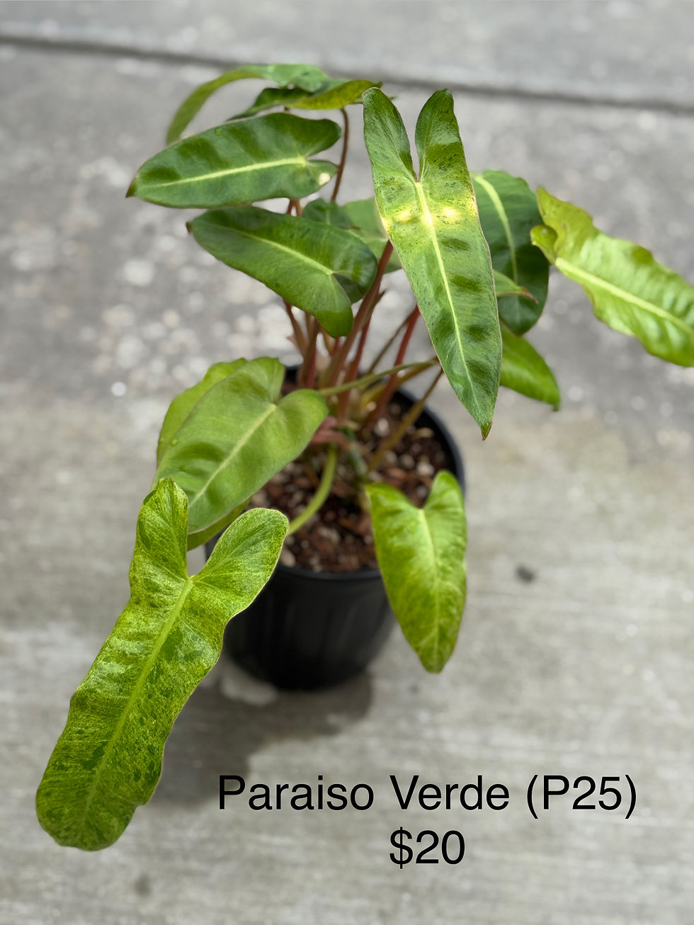 Thumbnail: Philodendron Paraiso Verde