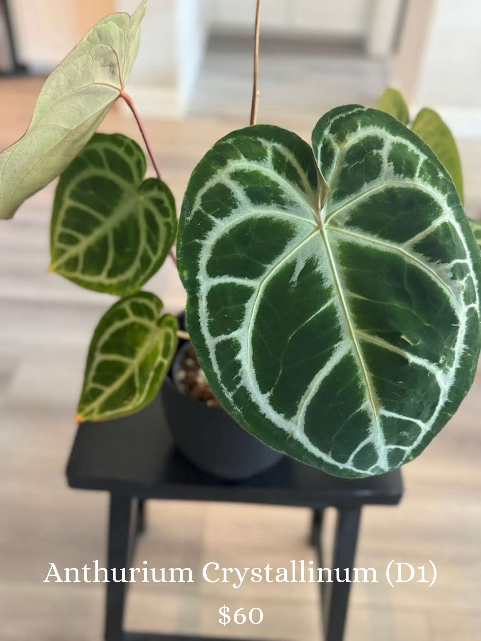 Anthurium Crystallinum