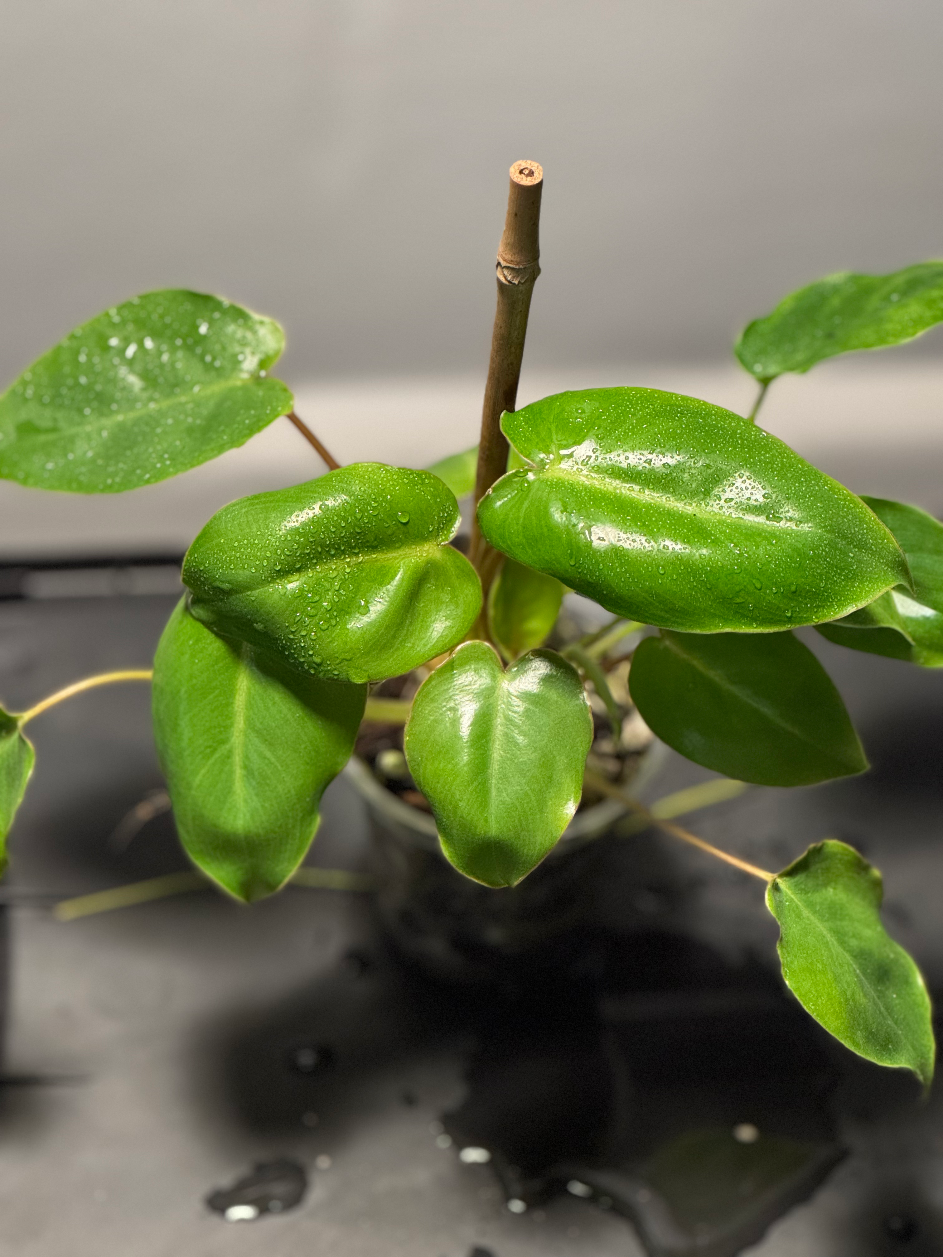 Philodendron Burle Marx