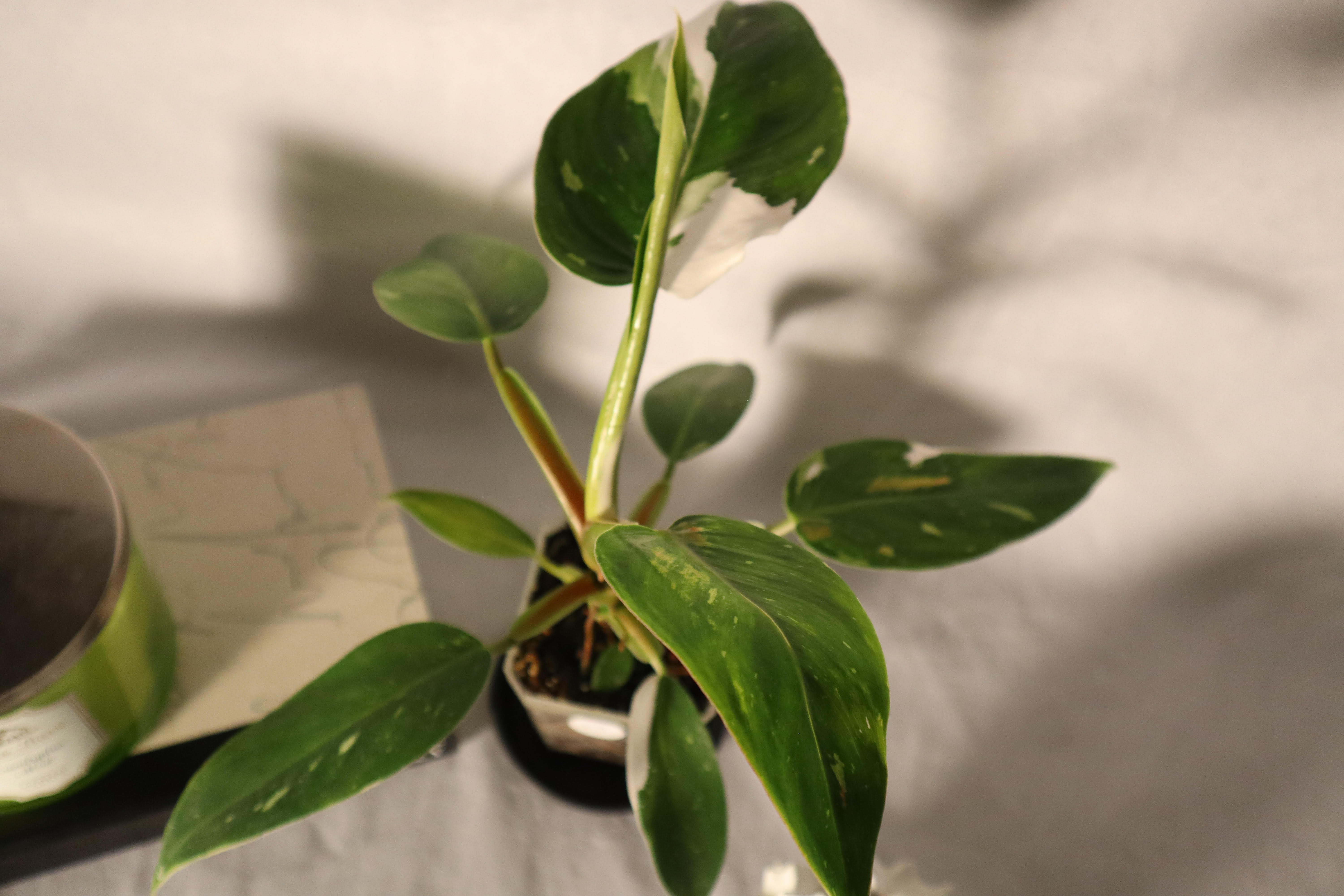 Philodendron White Wizard