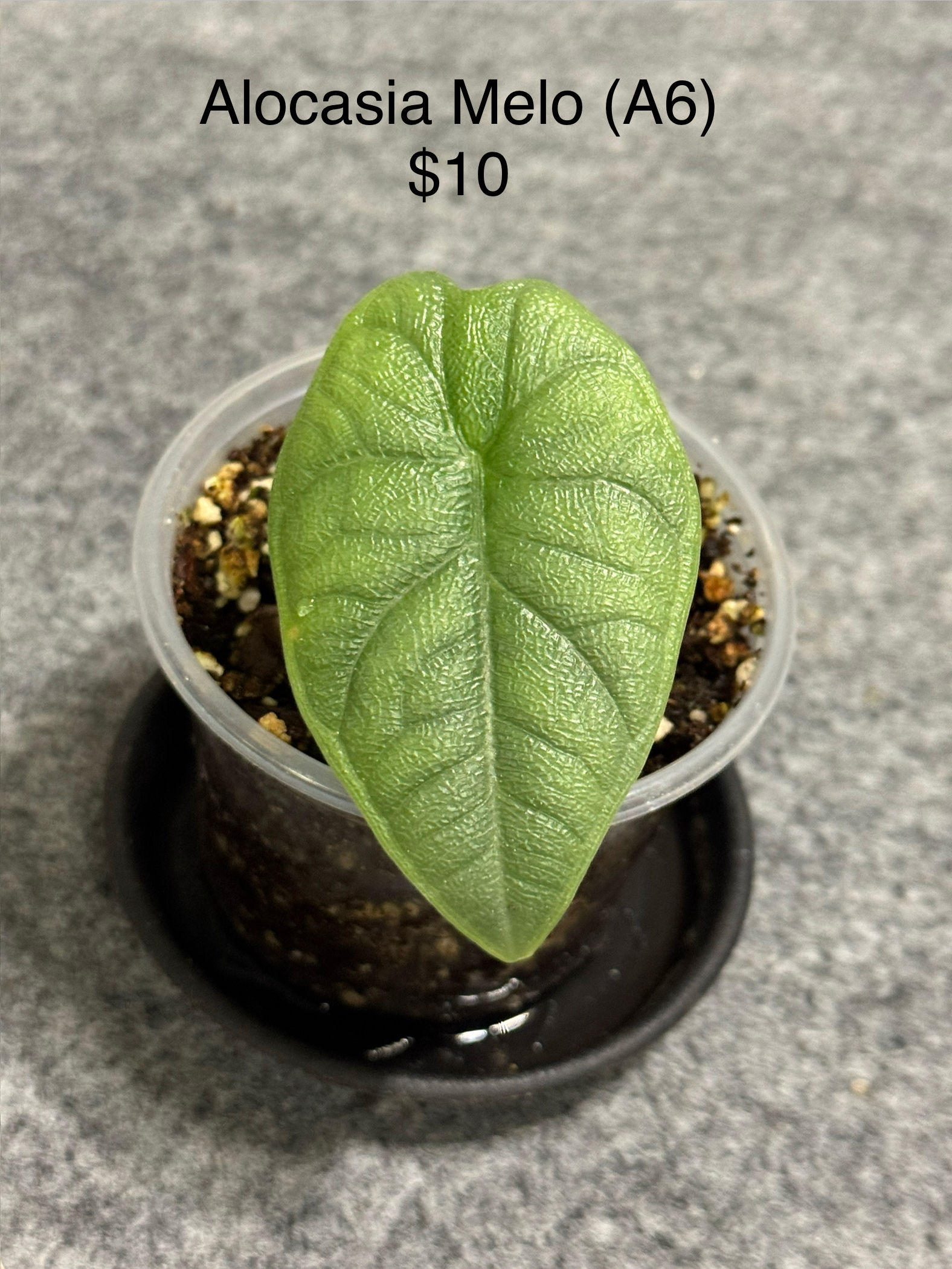 Alocasia Melo