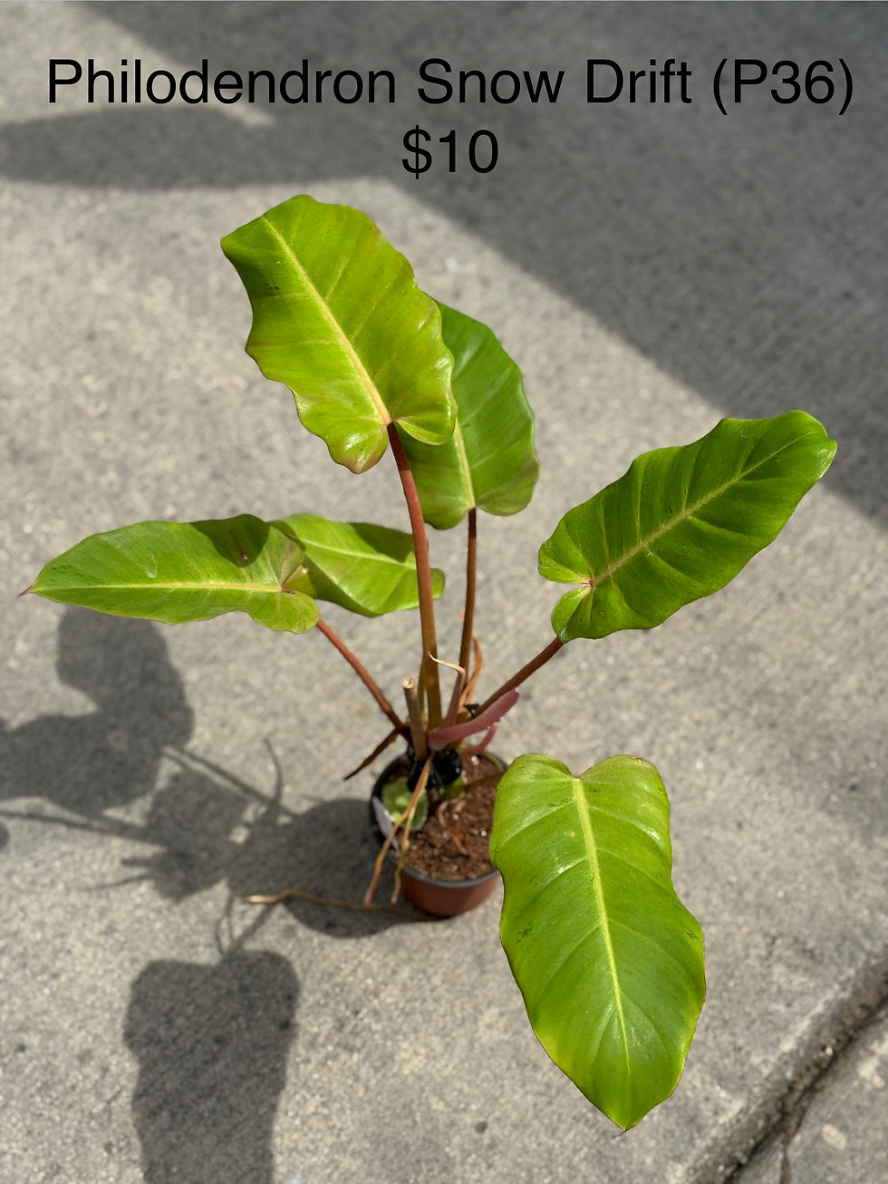 Thumbnail: Philodendron Snow Drift