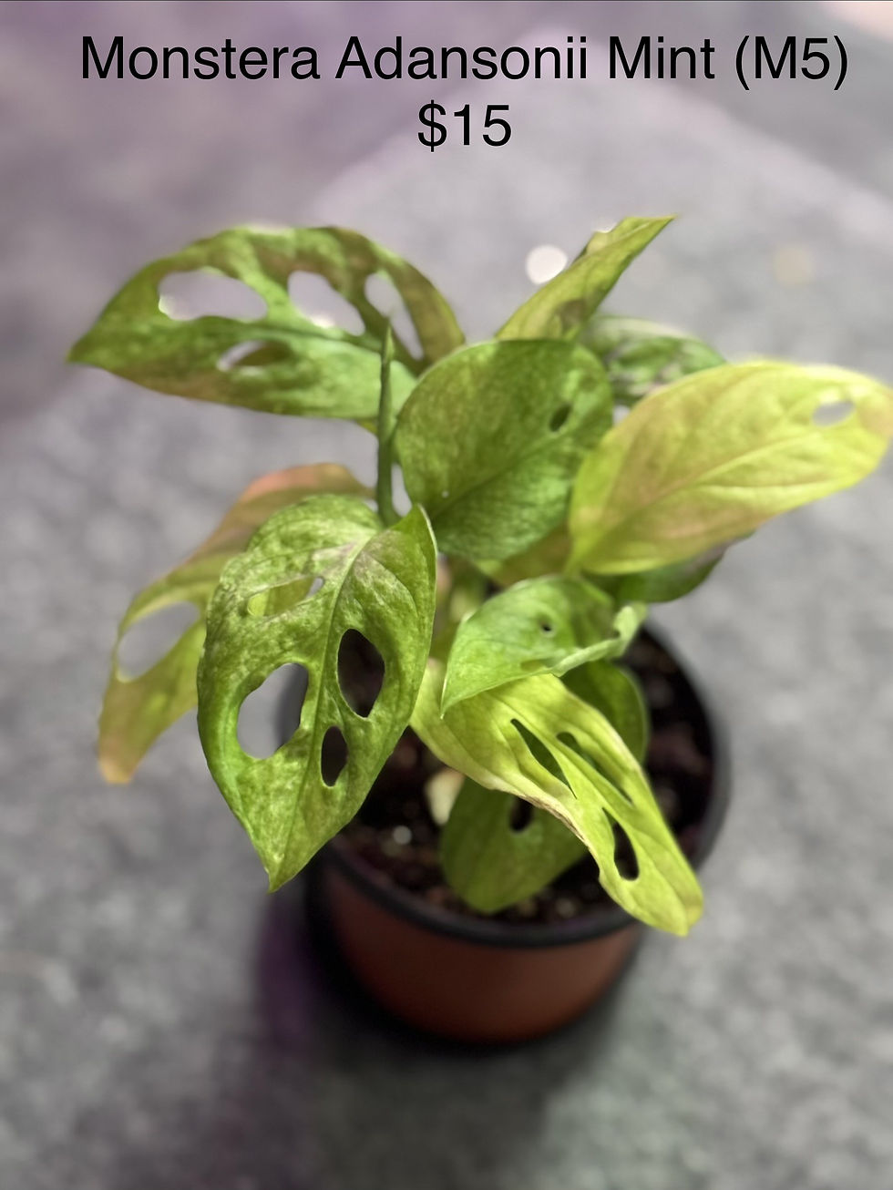 Thumbnail: Monstera Adansonii Mint