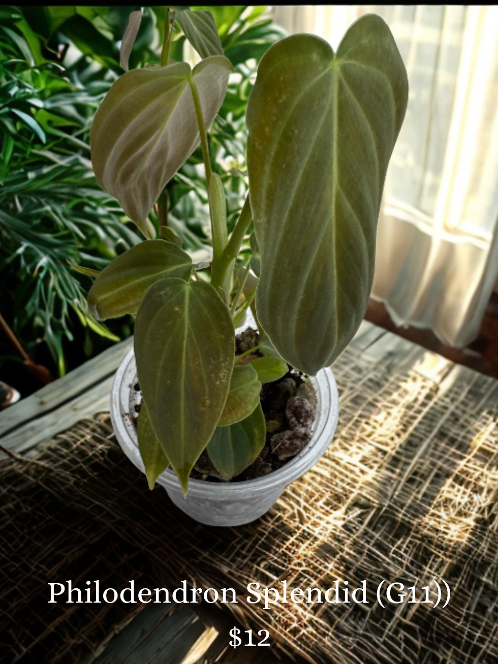 Philodendron Splendid