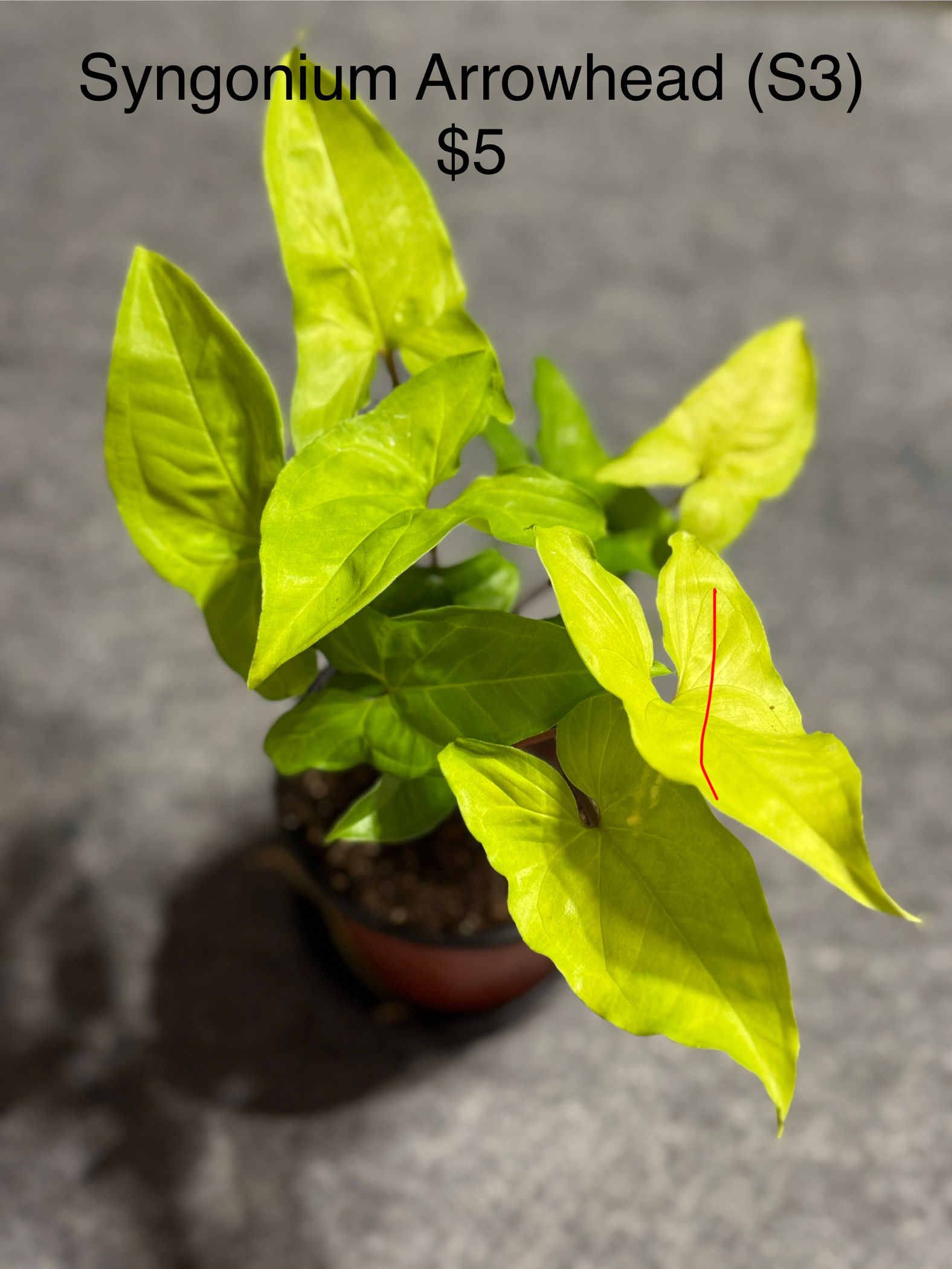 Syngonium Arrowhead