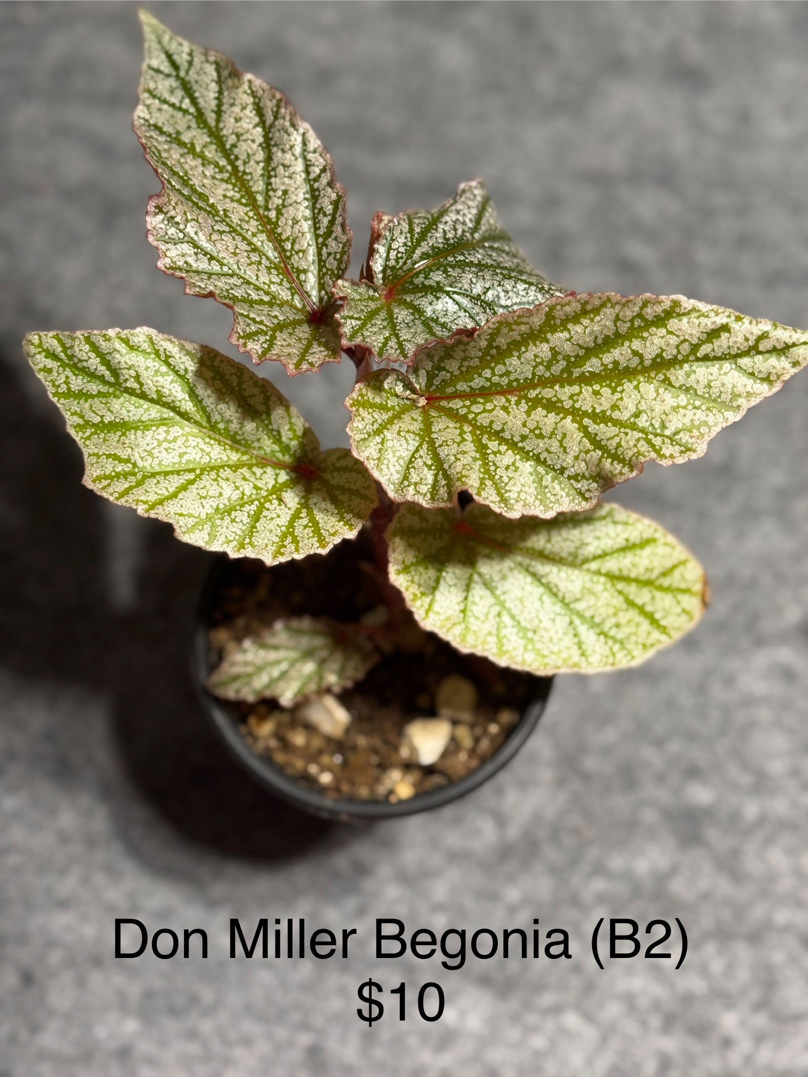 Don Miller Begonia “Frosty”