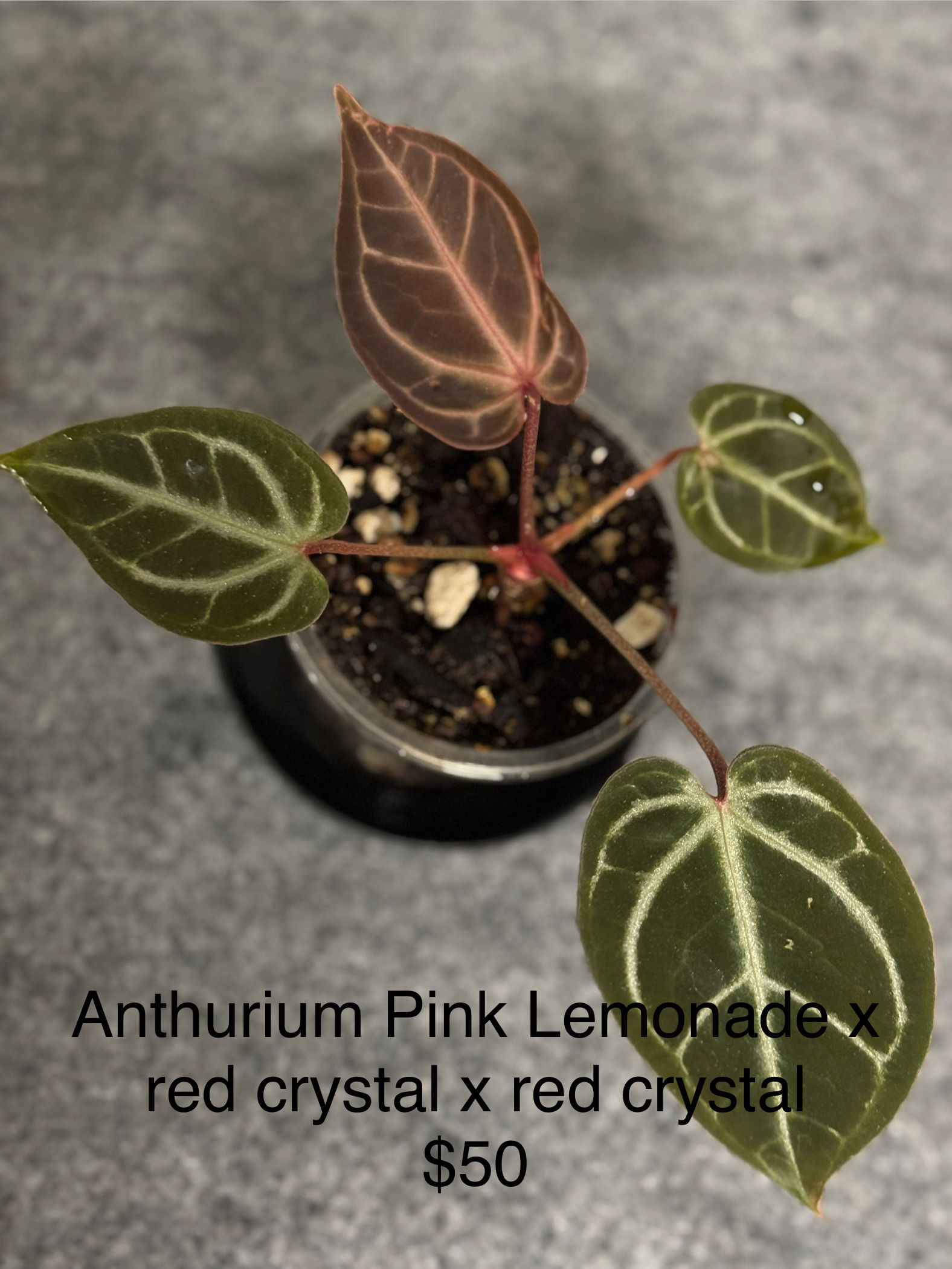 Anthurium Pink Lemonade x Red Crystal