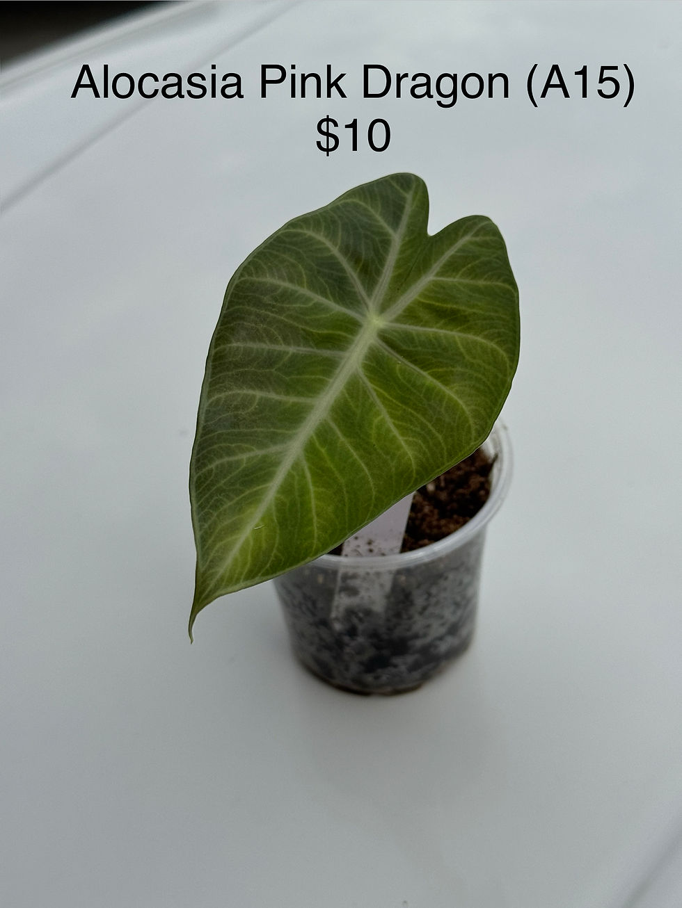 Thumbnail: Alocasia Pink Dragon