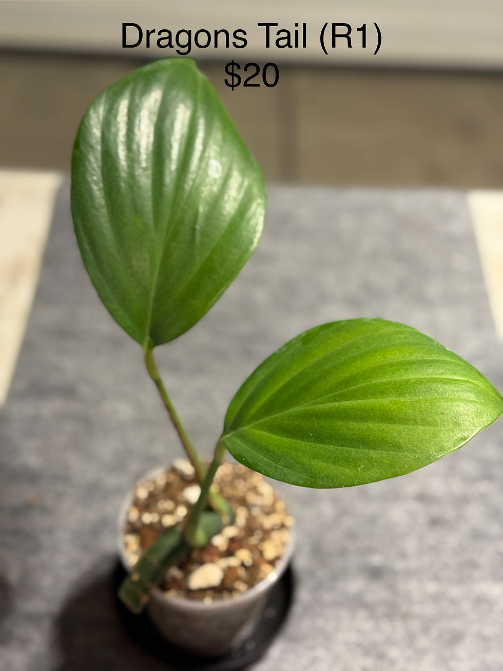 Thumbnail: Rhaphidophora Decursiva "Dragons Tail"