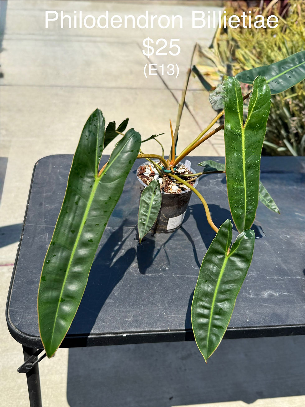 Philodendron Billietiae