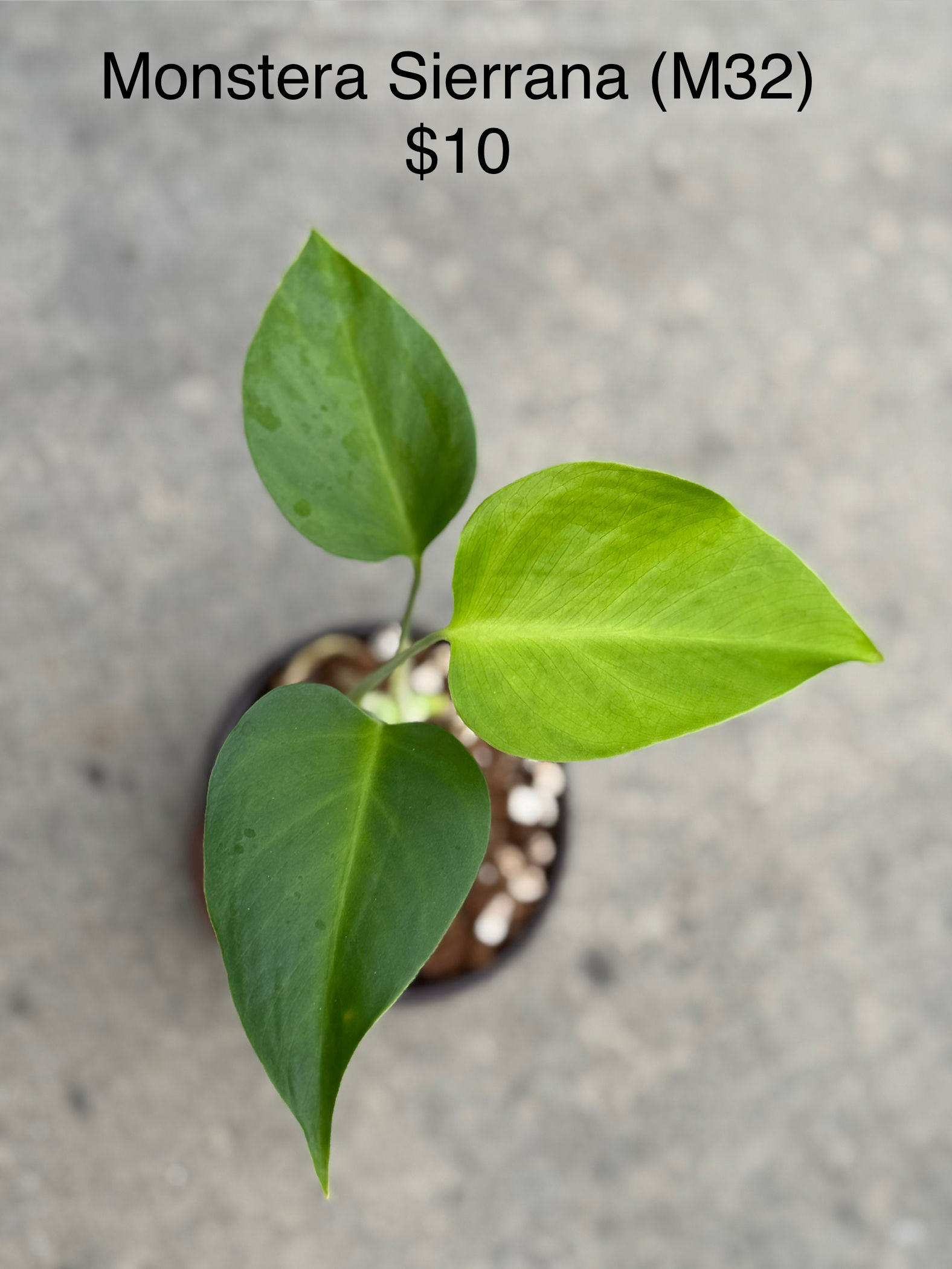 Monstera Sierrana