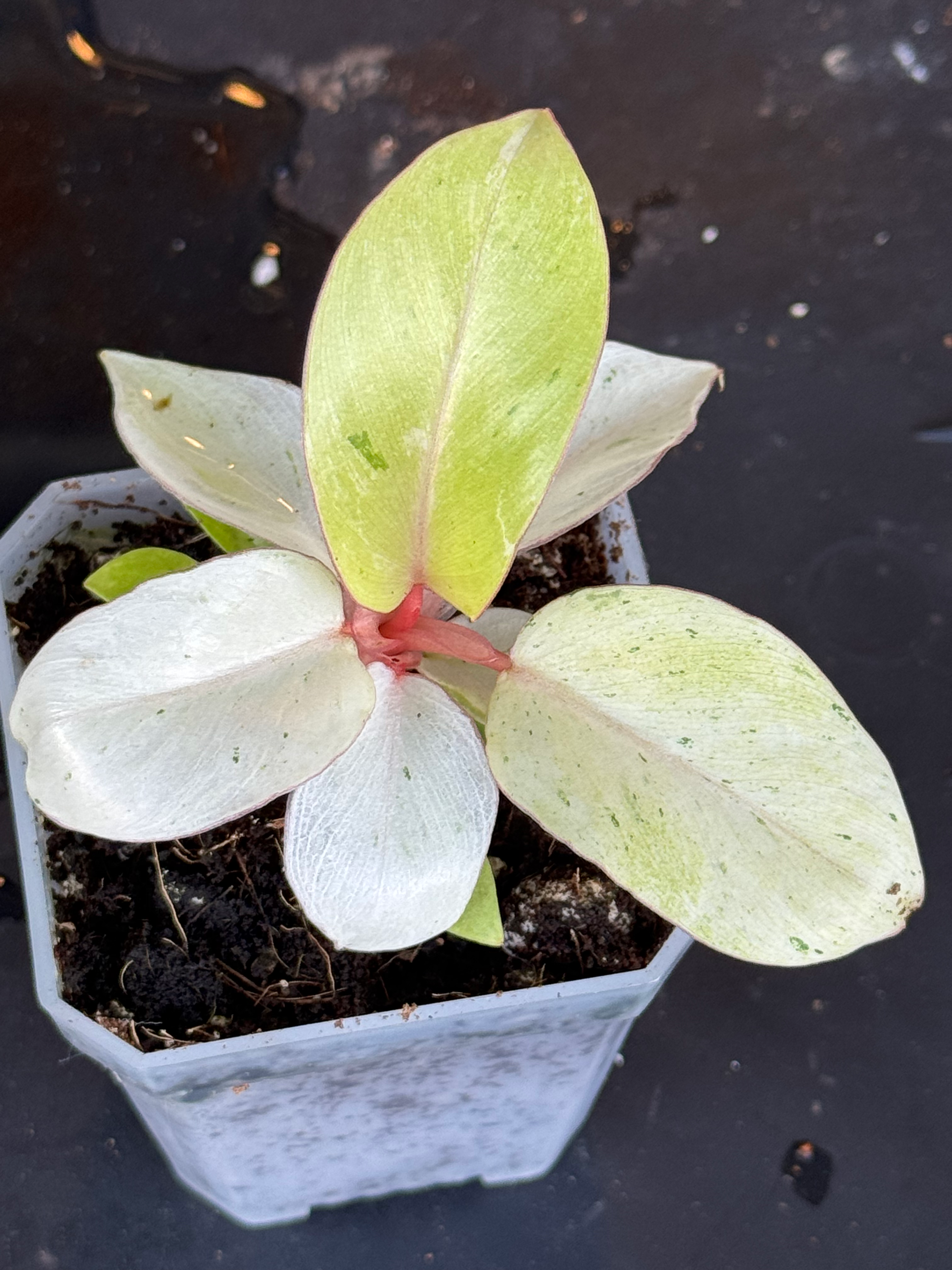 Philodendron Snow Drift