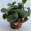 Thumbnail: Baby Rubber Plant