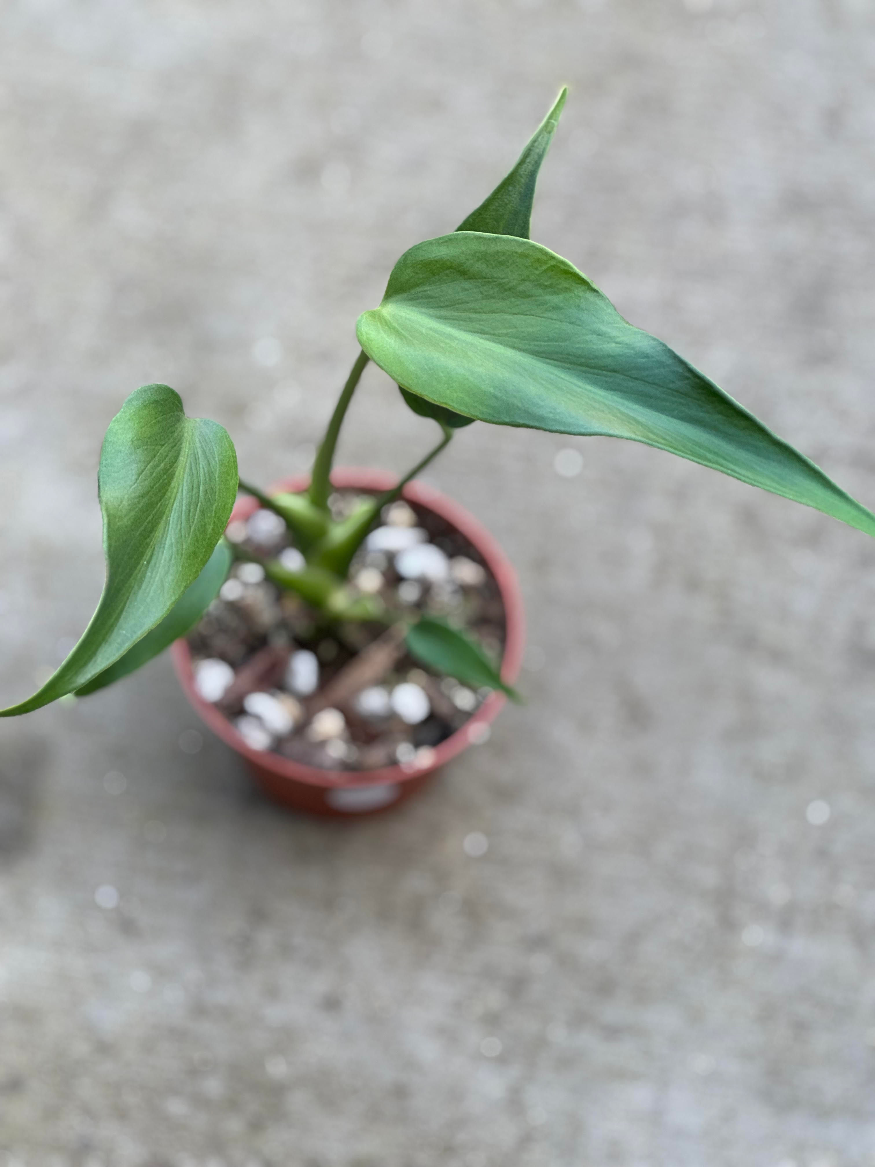Monstera Burle Marx Flame