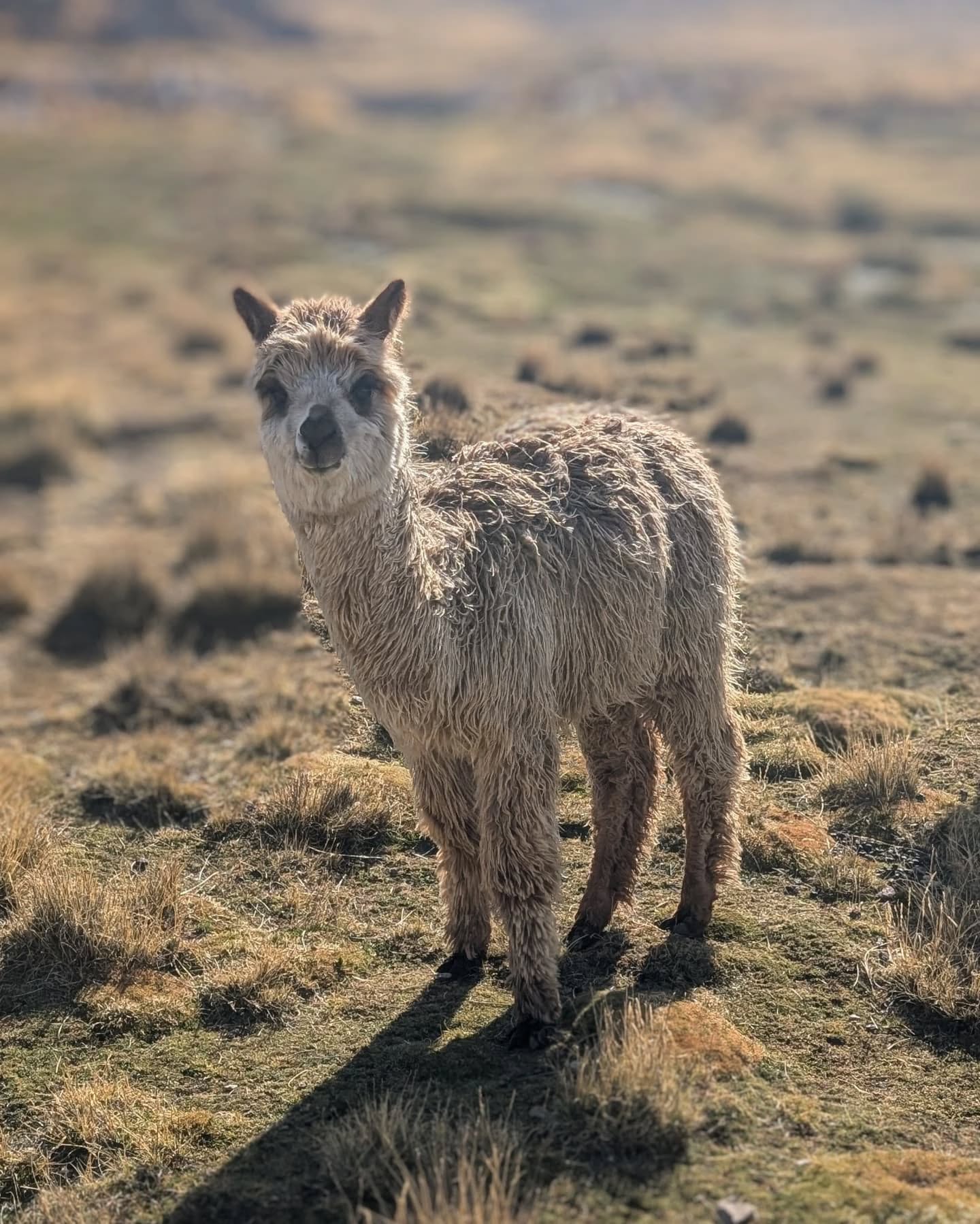 A fluffy alpaca with light brown fur stands in a grassy field under soft sunlight, looking curiously towards the camera. The background is blurred, with dry grass and a faint outline of the mountains of Peru.