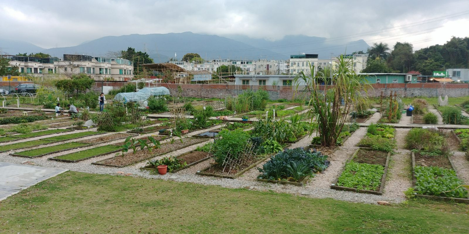 Living Farm 生活農莊 大埔 聯絡