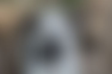 Vote for See Me Home Senior Dog Sanctuary!