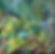 24_Agave Fluorescence_RBGR_Web.jpeg