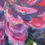 Thumbnail: Peonies