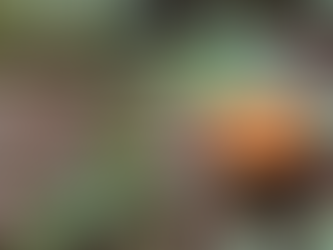 Step into the Pai Portal