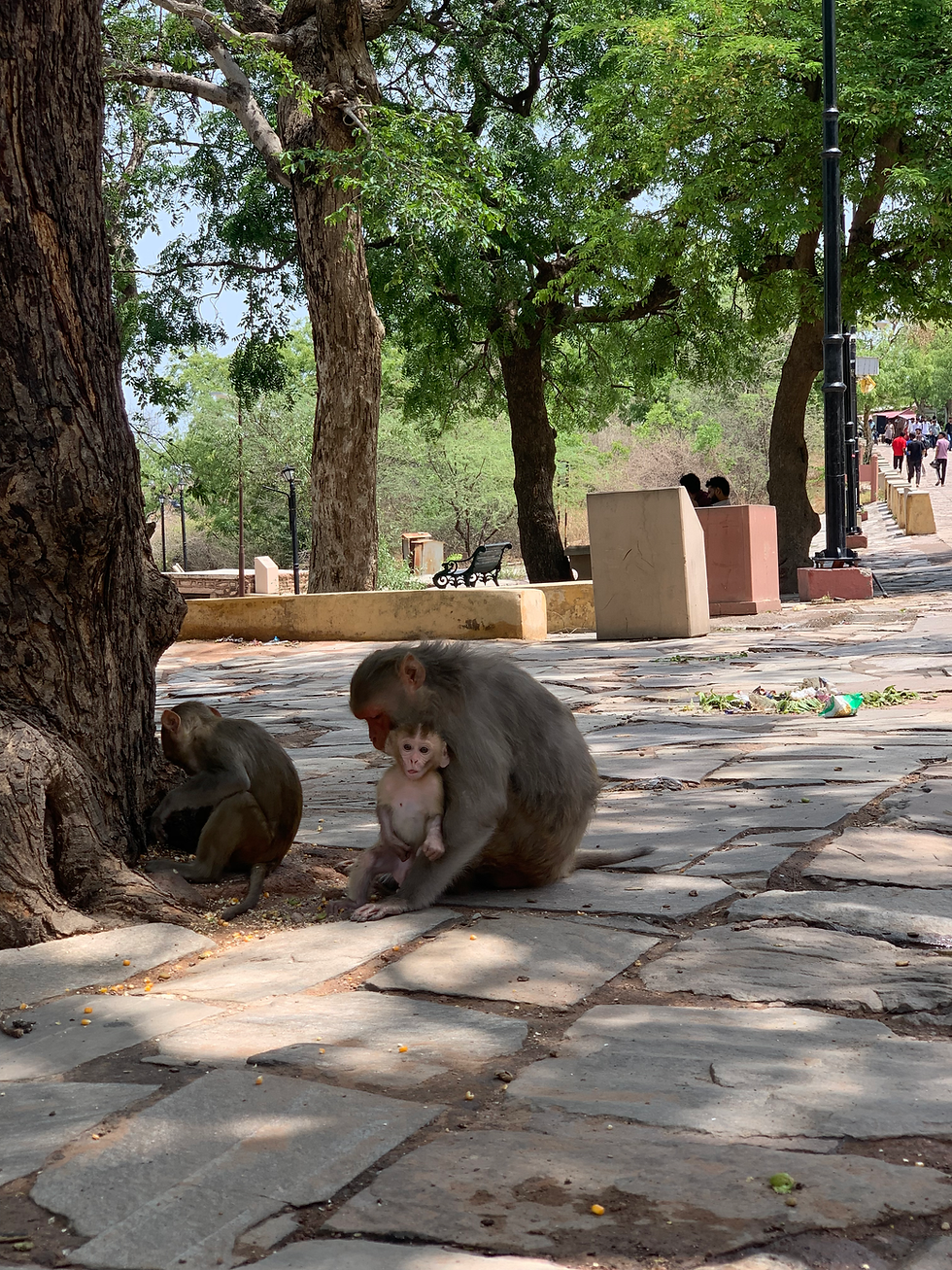 Family of monkeys snacking at Amer Fort