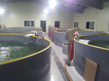 전시수조, 전시어항, 전시장수조, 전시장 어항, 전지용 수조, 전시용 어항, 어항, 수조