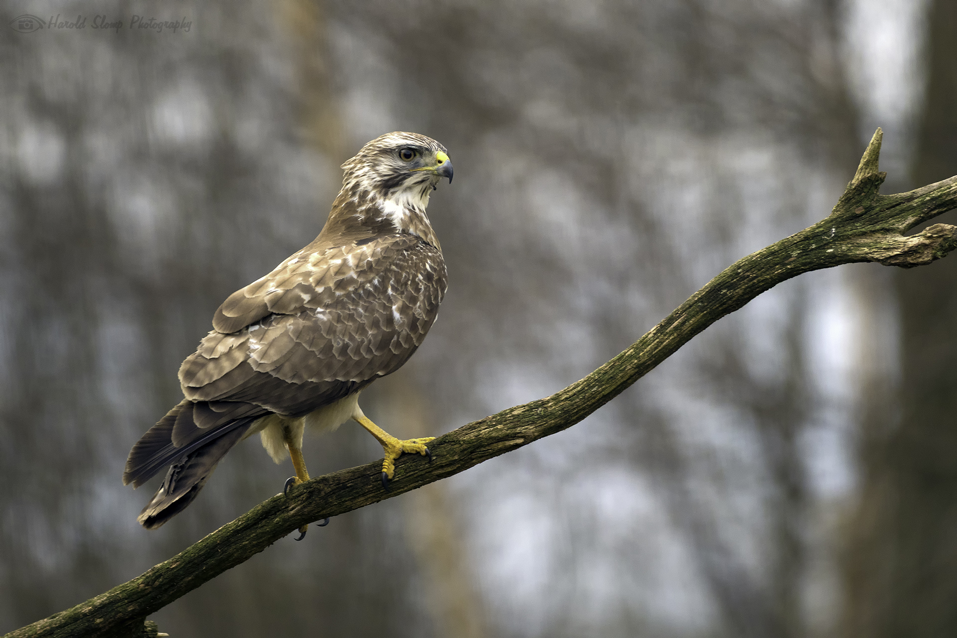 Buizerd
