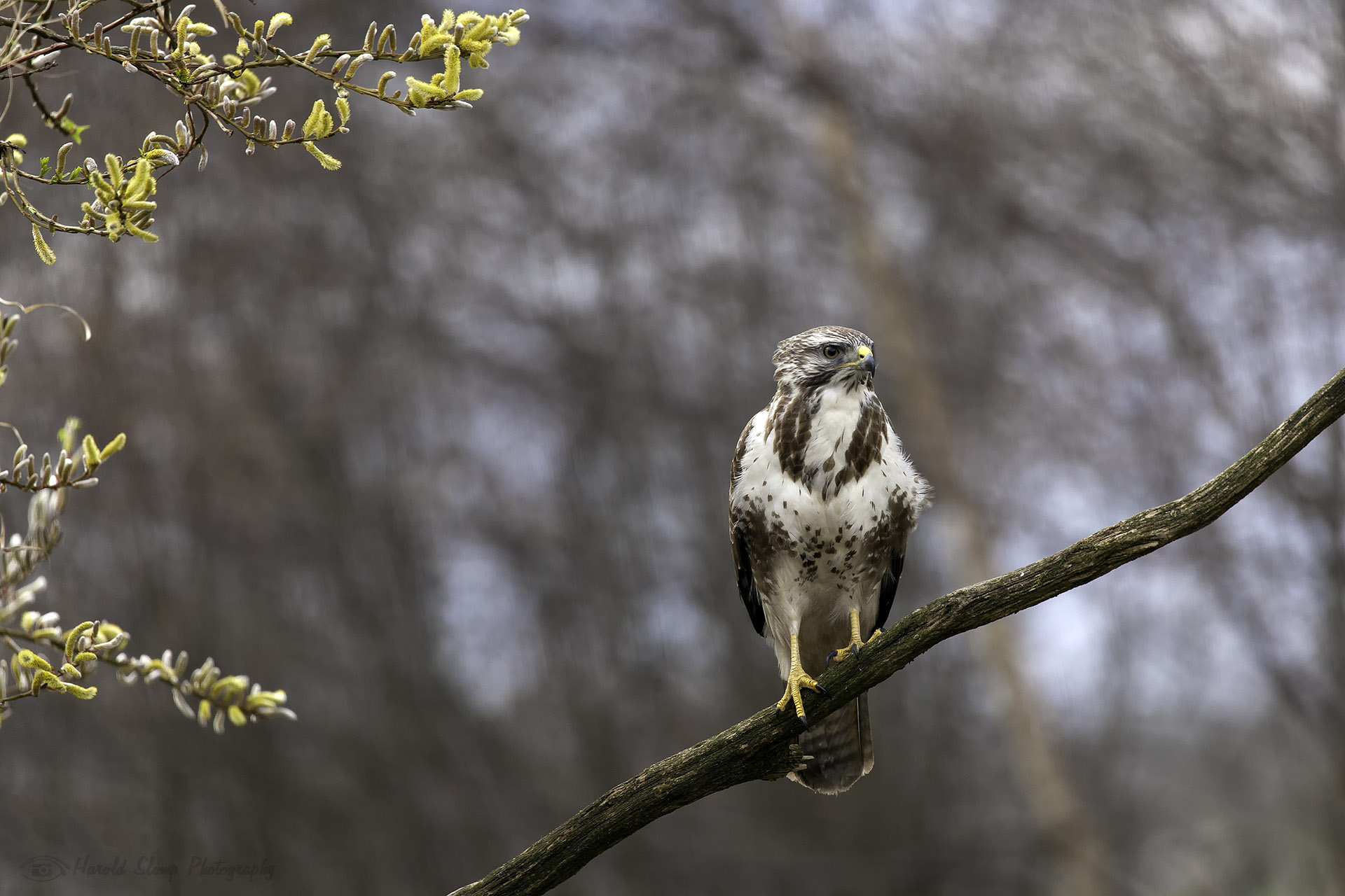 Buizerd