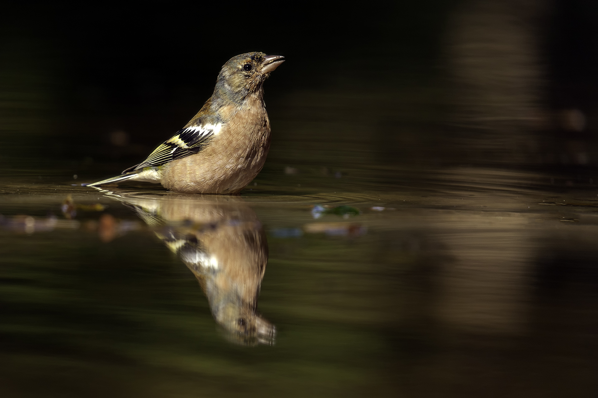 Vink