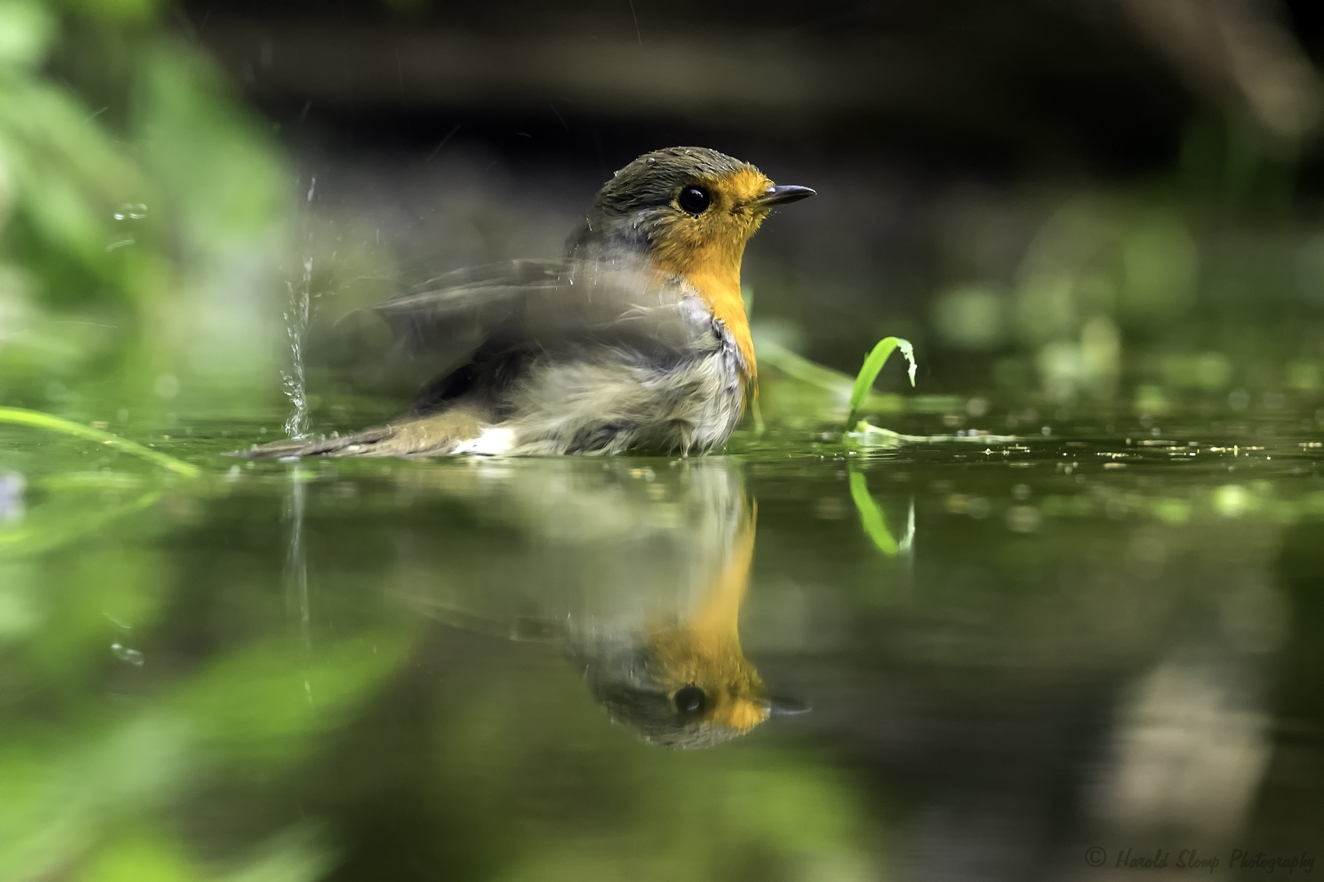 Roodborst