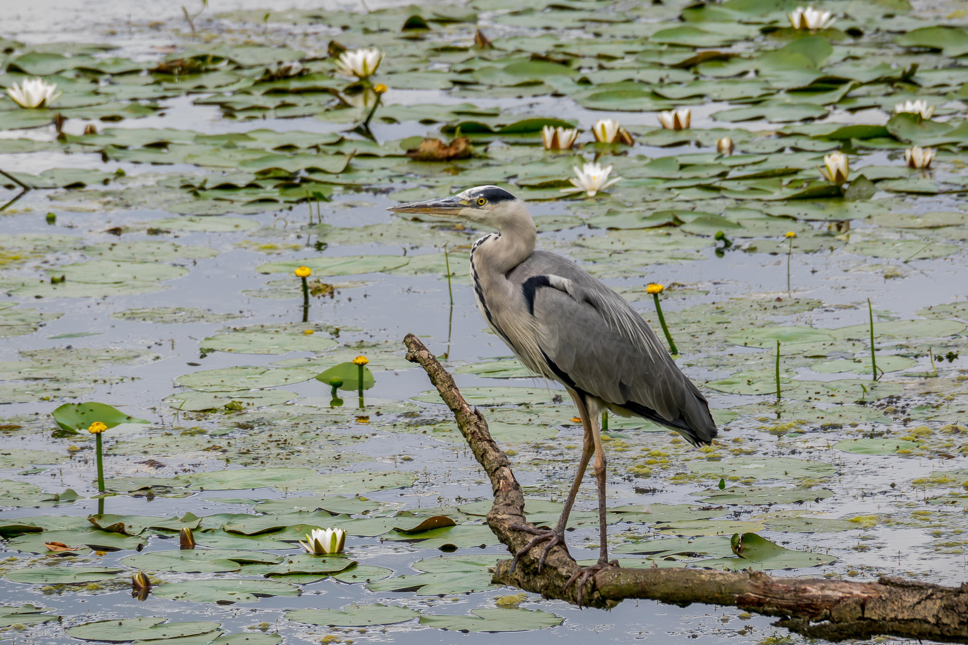Blauwe reiger